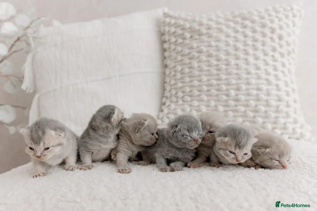 British Shorthair cats for sale: Stunning litter of x7 British short hair kittens  in Milford Haven - Advert 1