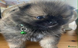 Pomeranian dogs for sale: Pomeranian puppies  - Image 37
