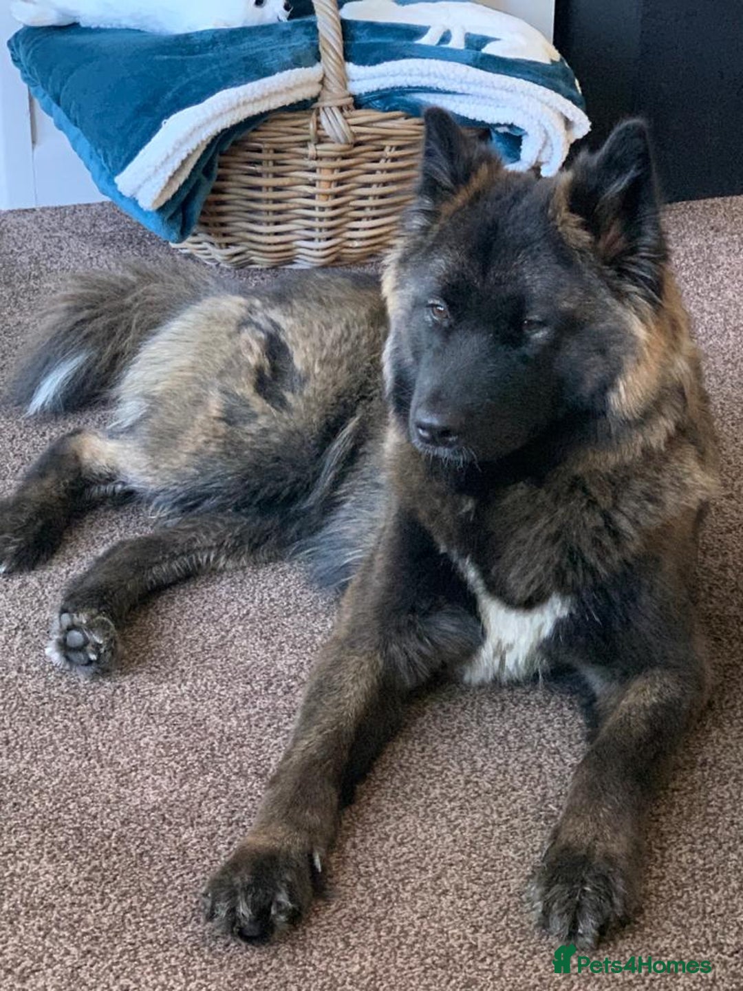 Mixed Breed dogs for sale: Female Akita for sale! - Image 8