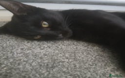 Mixed Breed cats for sale: Mum and kittens - Image 4