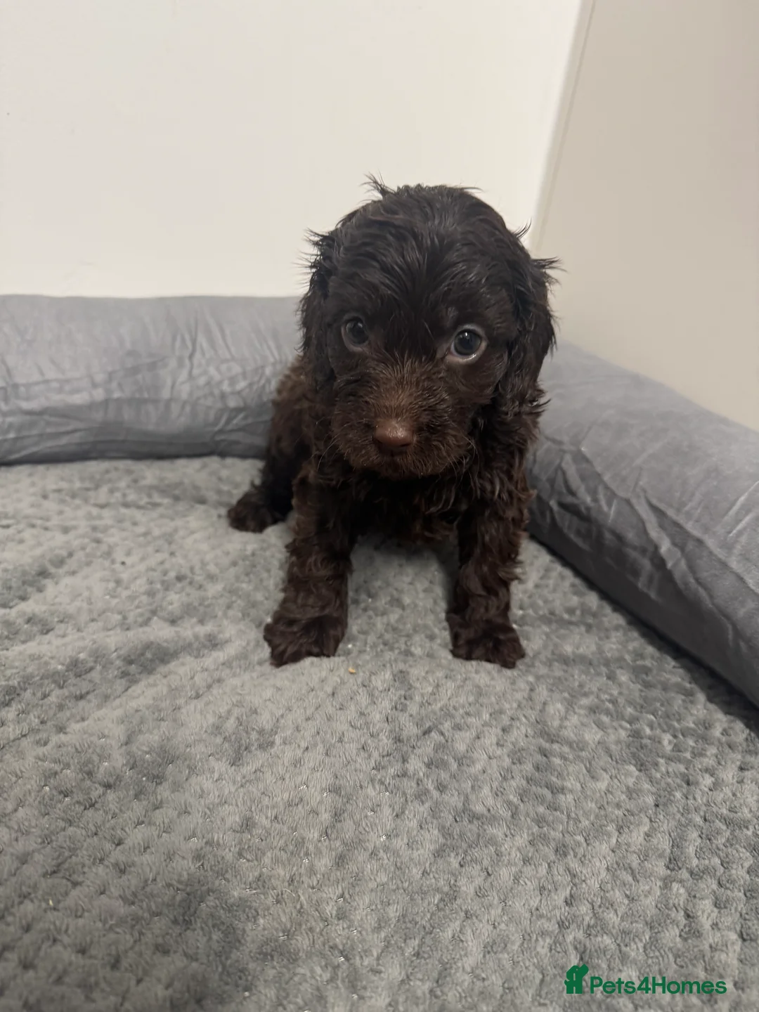 Cockapoo dogs for sale: F1 miniature Cockapoos  - Advert 8