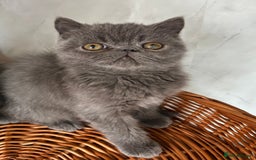 Exotic cats for sale: Male exotic kitten 14weeks - Image 1