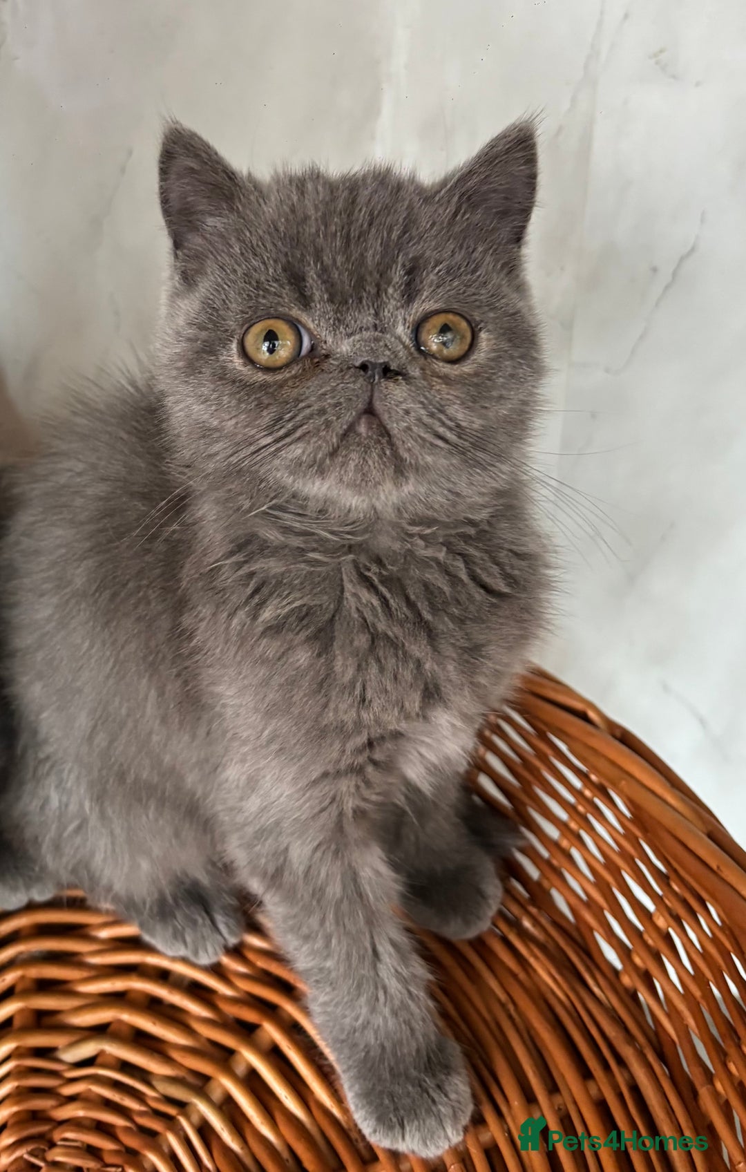 Exotic cats for sale: Male exotic kitten 14weeks - Image 1
