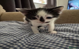 Domestic Shorthair cats for sale: Playful domestic shorthair kitten  - Image 6