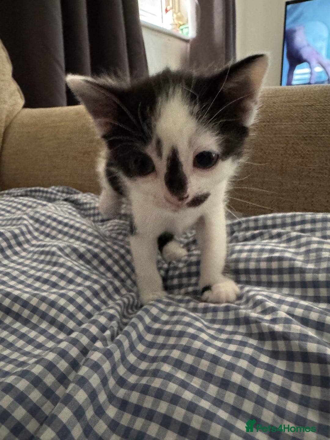 Domestic Shorthair cats for sale: Playful domestic shorthair kitten  - Image 6