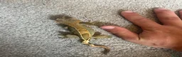 Gecko reptiles for sale: Two male Crested geckos in Boston - Advert 4