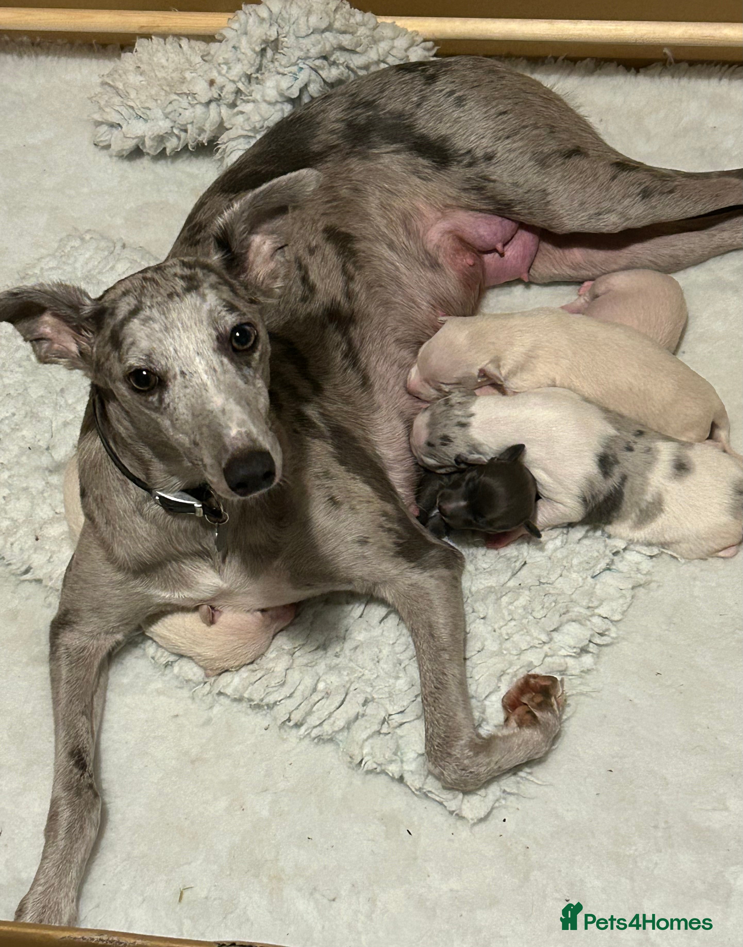Whippet dogs Whippet lurcher pups - Advert 3