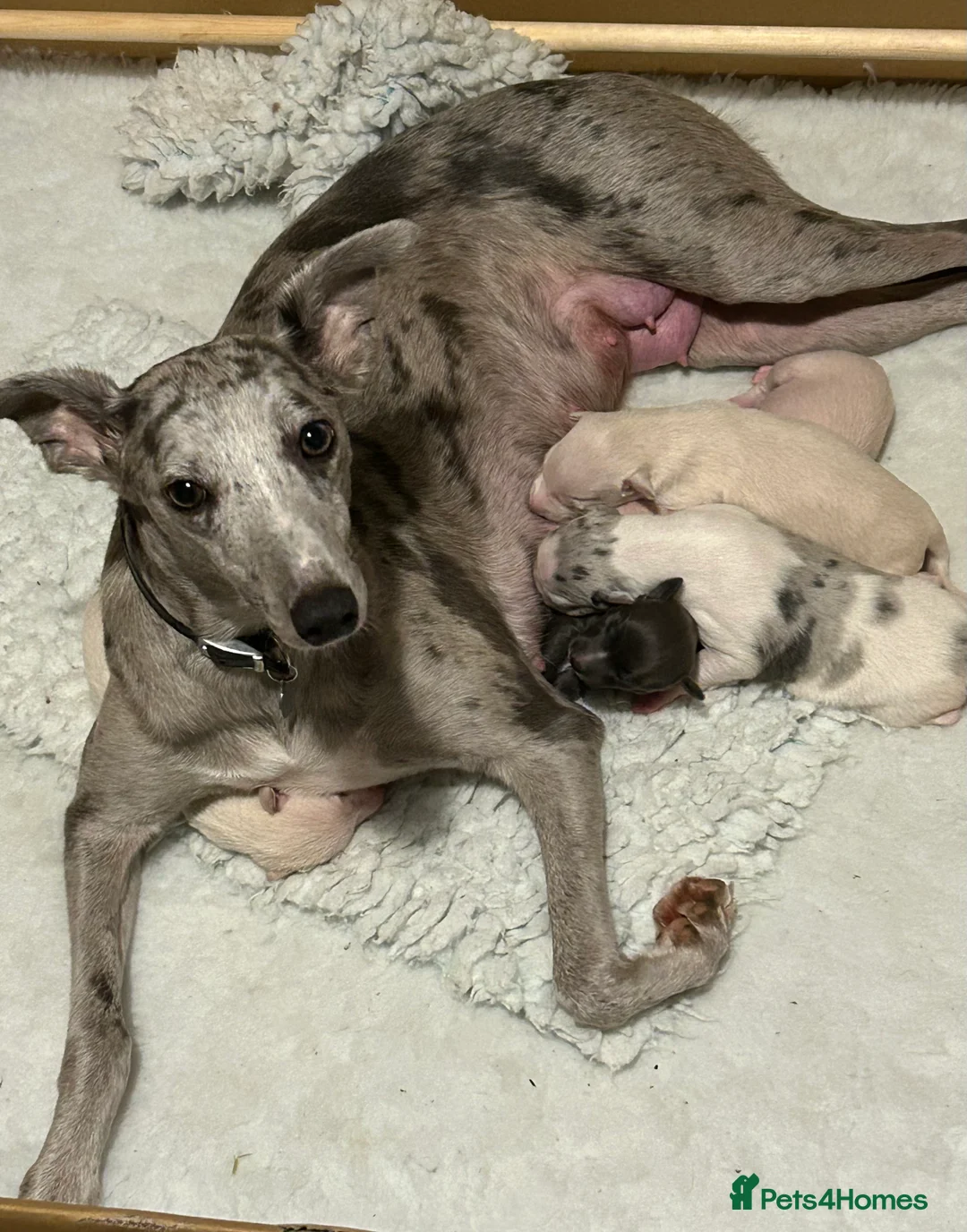 Whippet dogs for sale: Whippet lurcher pups - Advert 1