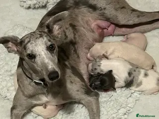 Whippet dogs Whippet lurcher pups - Advert 3