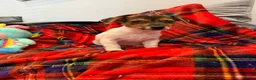 Jack Russell dogs for sale: Stunning Jack Russel pups ready to go  - Advert 9