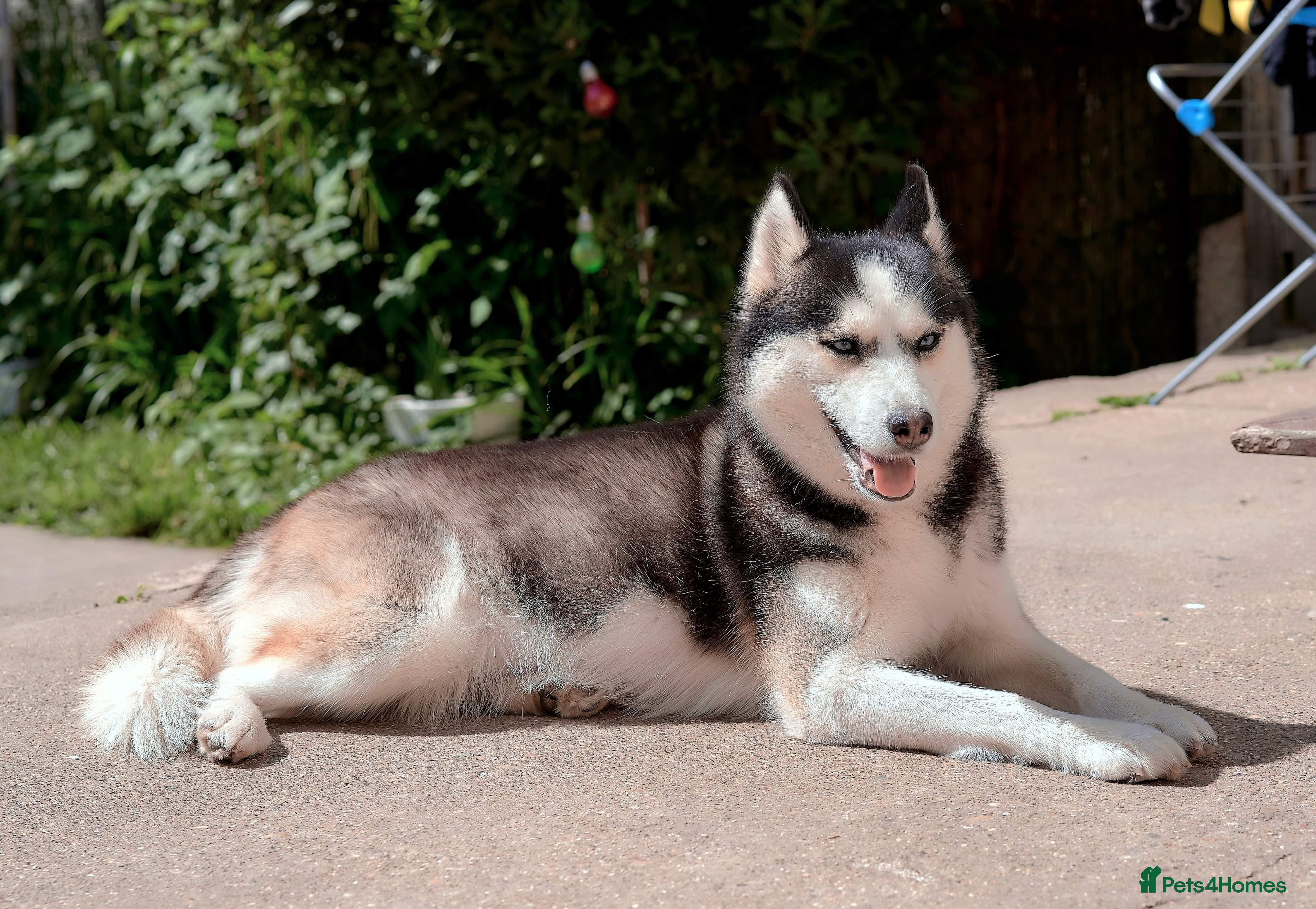 Siberian Husky dogs My beautiful Luna - Advert 2