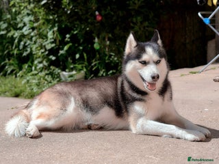 Siberian Husky dogs My beautiful Luna - Advert 2