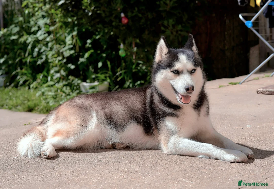 Siberian Husky dogs for sale: My beautiful Luna - Advert 1