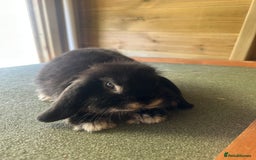 Mini Lop rabbits for sale: Sweet Baby Mini lops . - Image 15