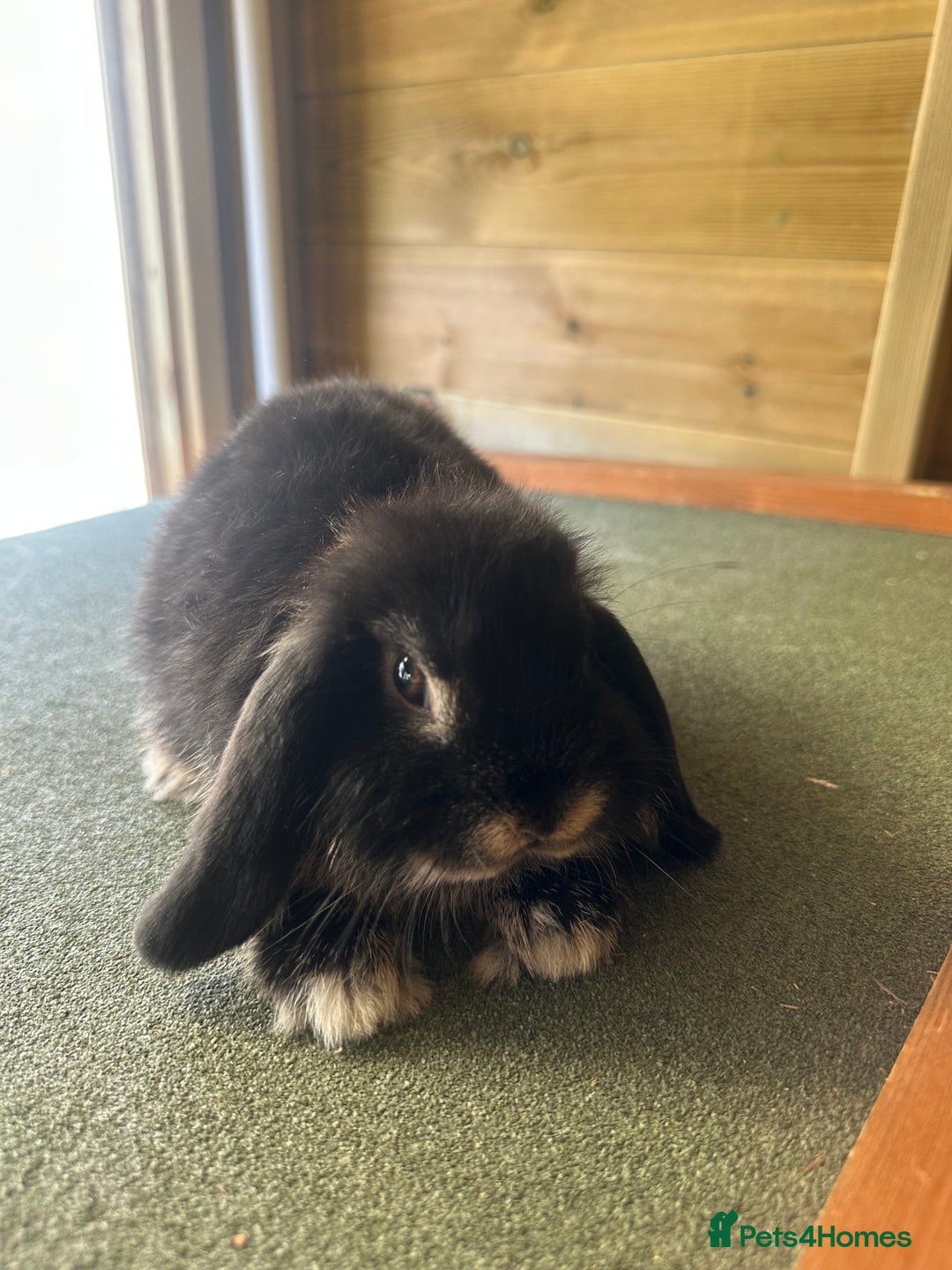 Mini Lop rabbits for sale: Sweet Baby Mini lops . - Image 15