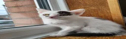Mixed Breed cats for sale: Kittens for sale - Advert 2