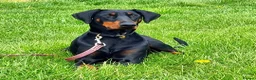 Dobermann dogs for sale: Fantastic KC Dobermann Puppies  - Advert 21