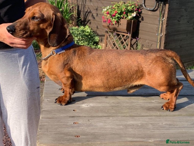Miniature Dachshund dogs KC Reg, PRA Clear, Shaded Red, Mini Smooth Daxi in Colchester - Advert 2