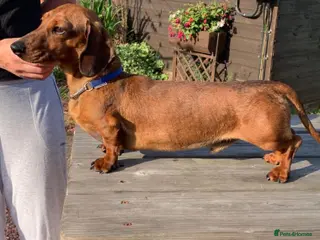 Miniature Dachshund dogs KC Reg, PRA Clear, Shaded Red, Mini Smooth Daxi in Colchester - Advert 1