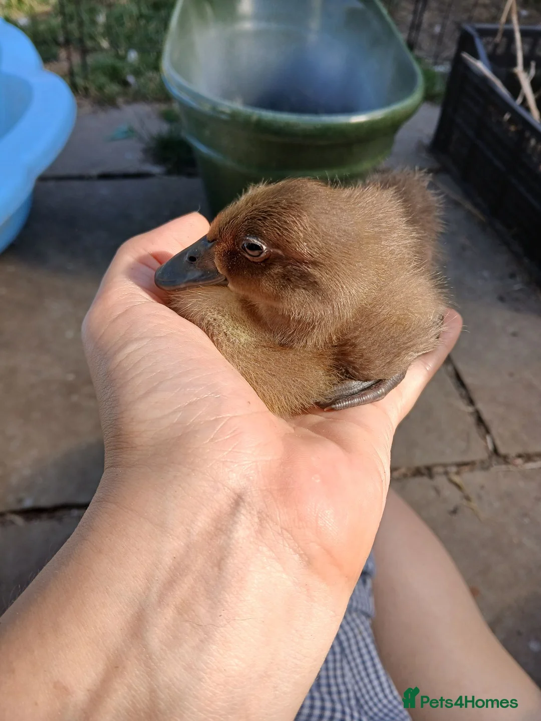Mixed Breed birds for sale: Pure Indian runner ducklings 🐥  - Advert 1
