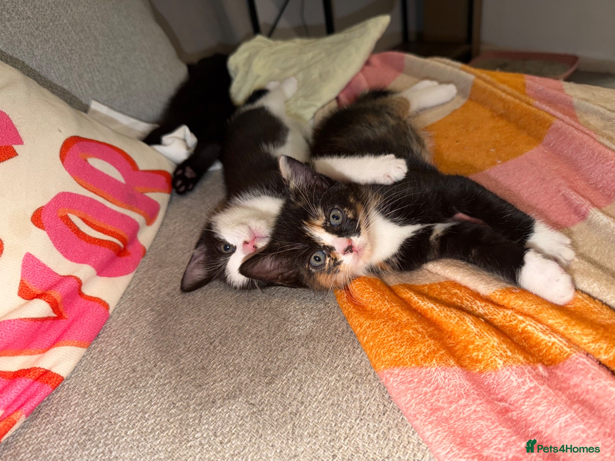 Mixed Breed cats Beautiful kittens - Advert 3