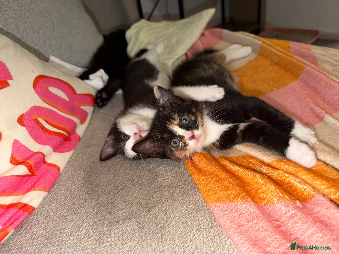 Mixed Breed cats for sale: Beautiful kittens - Advert 1