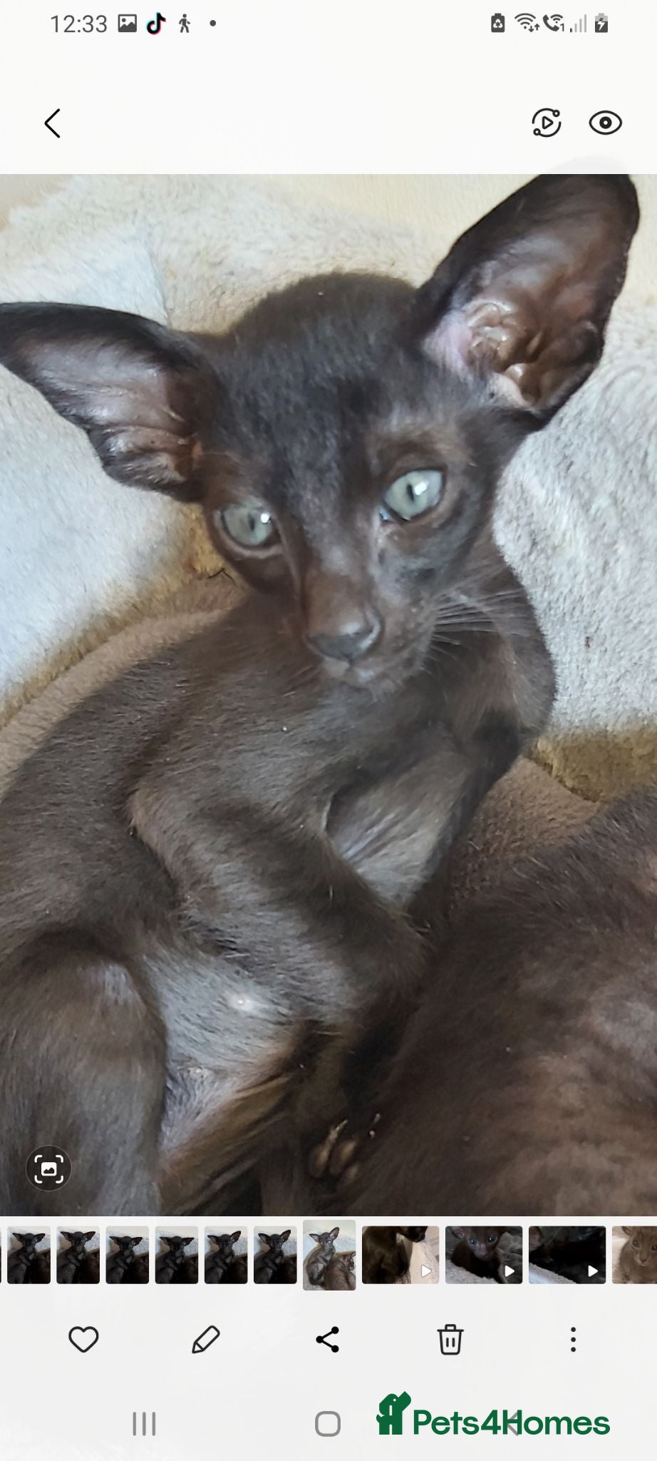 Oriental cats FULL Pedigree Oriental XL size ears GCCF - Advert 7