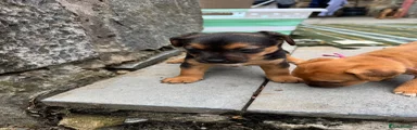 Patterjack 5