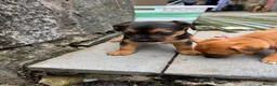 Patterjack dogs for sale: Patterjack puppy’s looking for loving home  - Advert 36