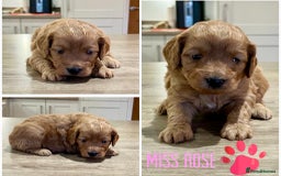 Cockapoo dogs for sale: Beautiful health tested cockapoos, ready Nov 💙💗 - Image 4