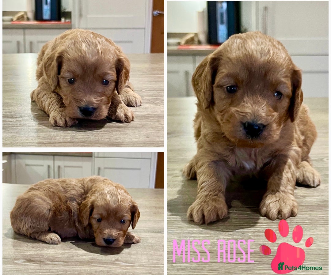 Cockapoo dogs for sale: Beautiful health tested cockapoos, ready Nov 💙💗 - Image 4