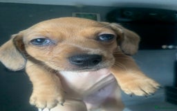 Chiweenie dogs for sale: 6 golden brown/whitecheweenies available  - Image 4