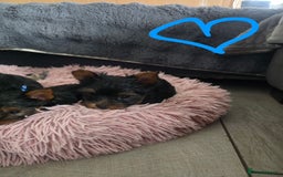Yorkshire Terrier dogs for sale: Tiny gorgeous baby boys - Image 7
