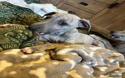 Mixed Breed dogs for sale:  🐶✨ ADORABLE WIGGY PUPPIES – licenced  breeder  - Image 24
