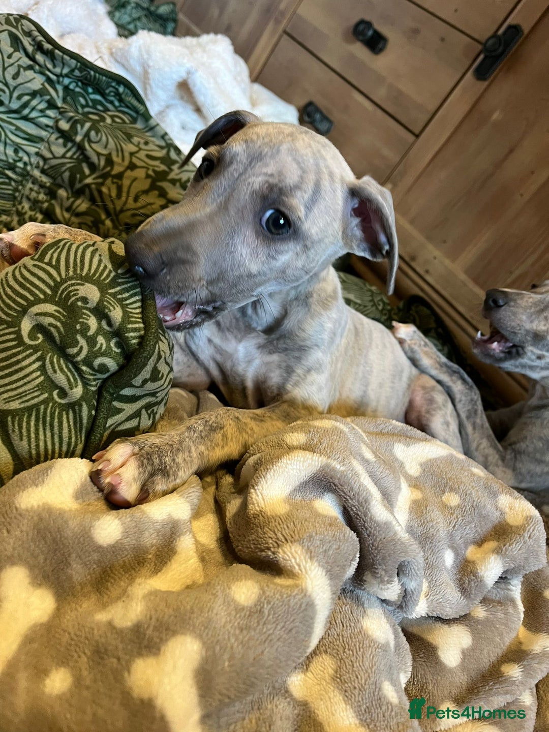 Mixed Breed dogs for sale:  🐶✨ ADORABLE WIGGY PUPPIES – licenced  breeder  - Image 24