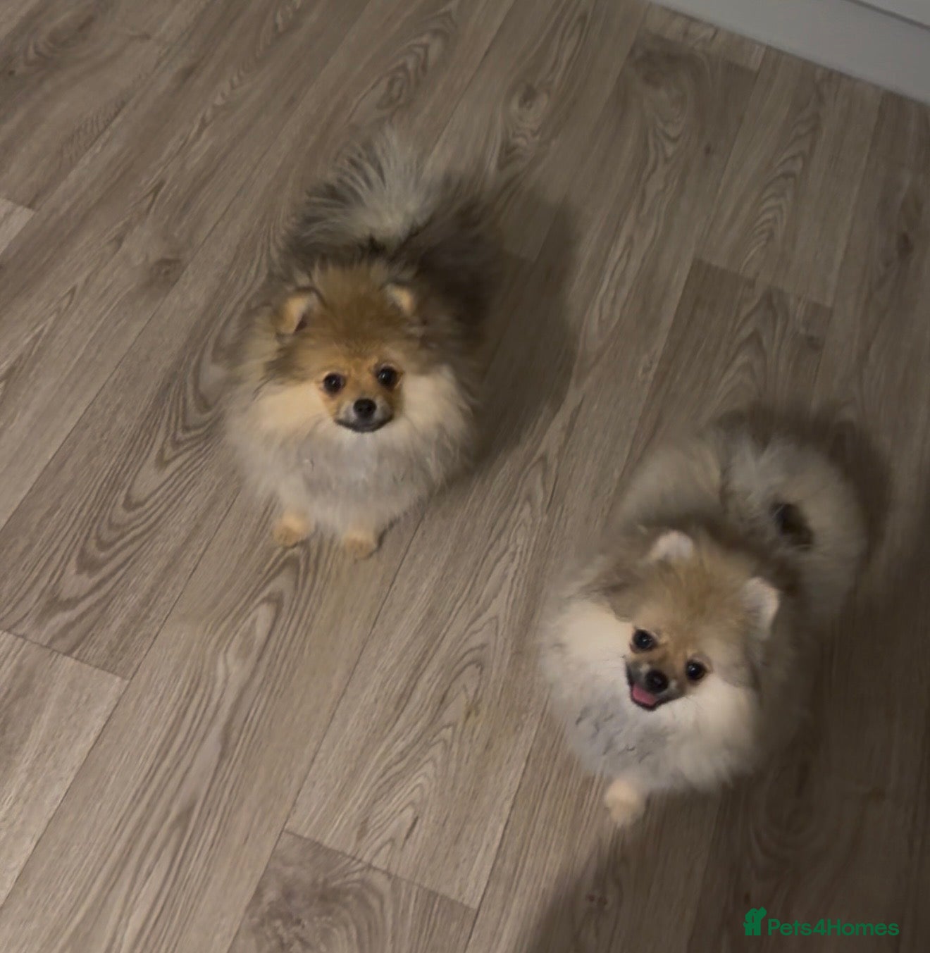 Pomeranian dogs 2 Gorgeous X-Small Pom Girls  - Advert 2