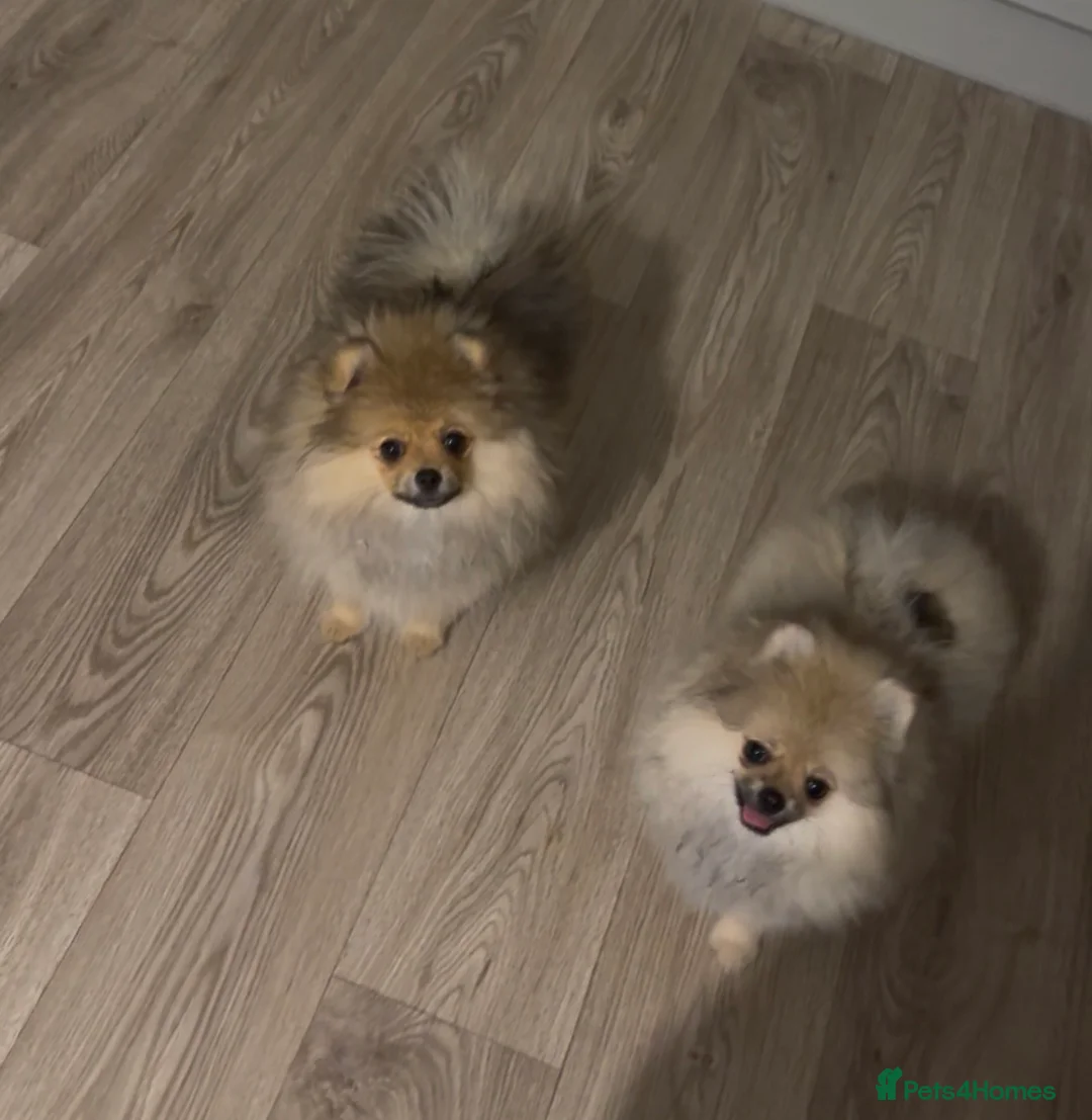 Pomeranian dogs for sale: 2 Gorgeous X-Small Pom Girls  - Advert 1