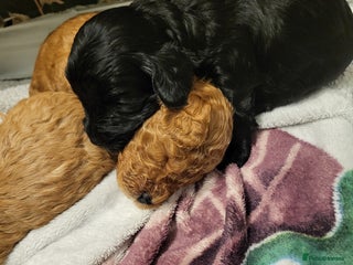 Cockapoo dogs Toy f1b cokapoos - Advert 2