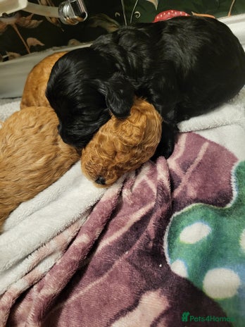 Cockapoo dogs Toy f1b cokapoos - Advert 1