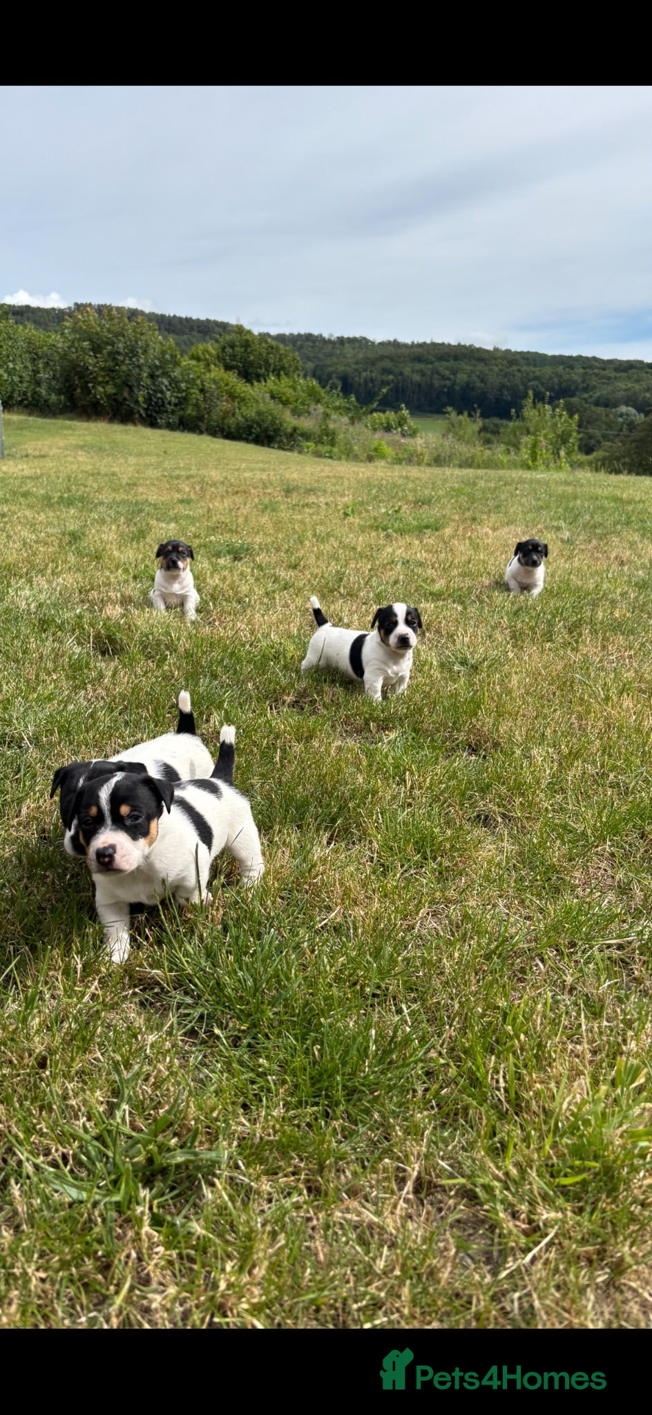 Jack Russell dogs Jack Russell puppies - Advert 2