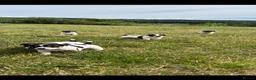 Jack Russell dogs for sale: Jack Russell puppies - Advert 2