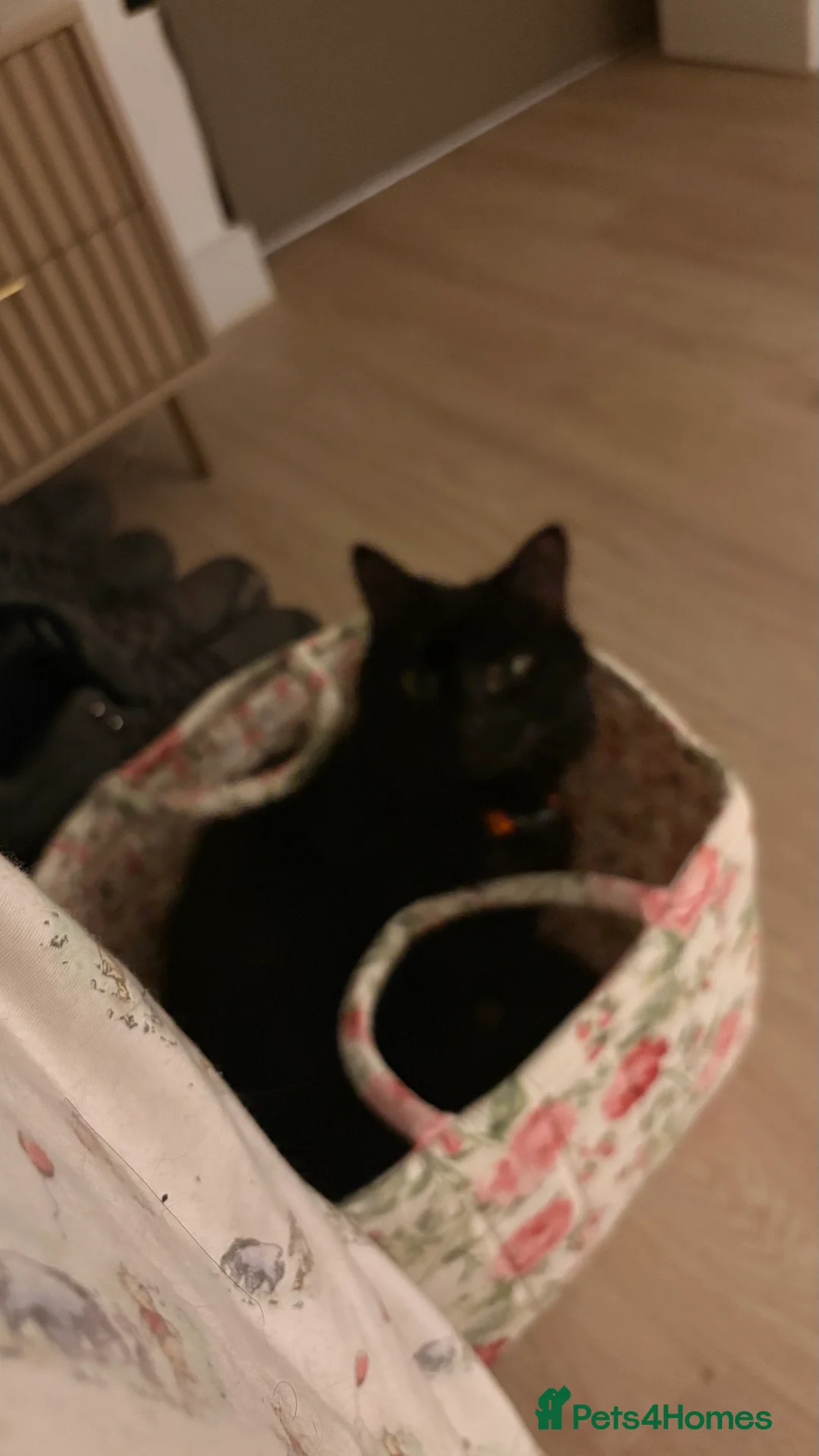 Mixed Breed cats for sale: Mochi Kimchi & Miso - Advert 23