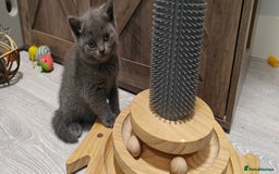 British Shorthair cats for sale: British shorthair blue / lilac kittens  - Image 15