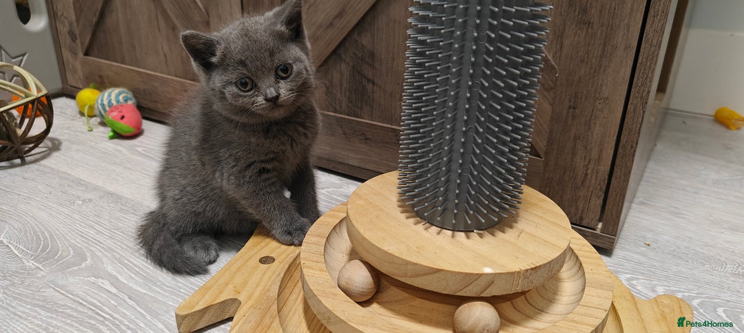 British Shorthair cats for sale: British shorthair blue / lilac kittens  - Image 15