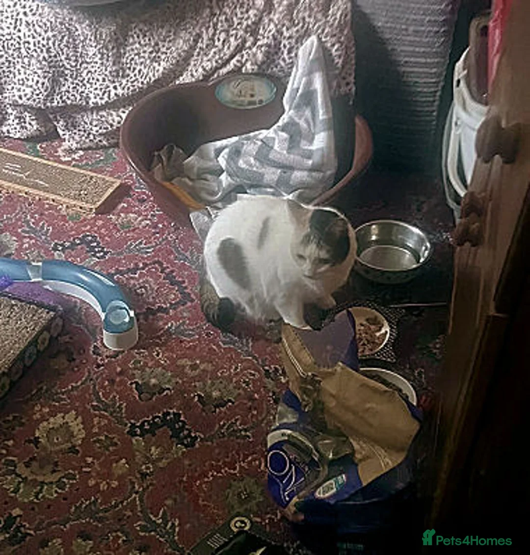 Mixed Breed cats for adoption: BELLA - Advert 14