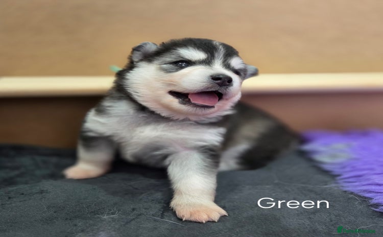 Pomsky dogs - Advert 1
