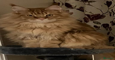 Maine Coon cats in Par - Advert 2