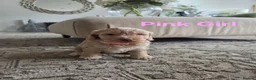 Cockapoo dogs for sale: Our Beautiful litter of F1 Cockapoo puppies  - Advert 7