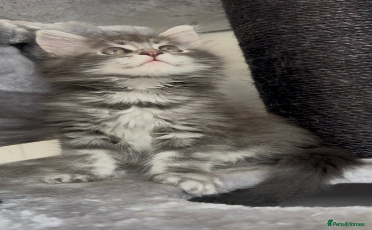 Maine Coon cats - Advert 3