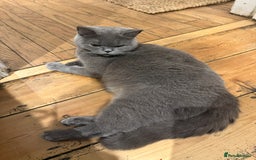 British Shorthair cats for sale: GCCF British Blue Kittens - Ready for  **   **  - Image 1